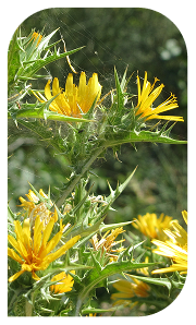 Vegetation and plant maintenance